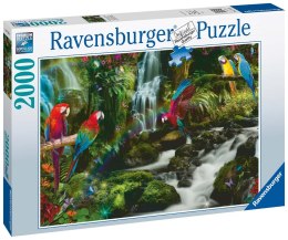 Ravensburger Puzzle 2D 2000 elementów: Papugi w dżungli 17111