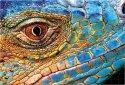 Puzzle 250 Colourful Nature 5 Lizard PUZ250CN5L INTERDRUK